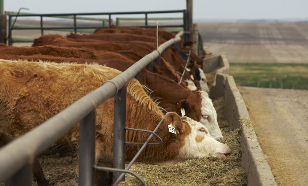 Klassen Feeder cattle market drops on soft demand AGCanada AGCanada