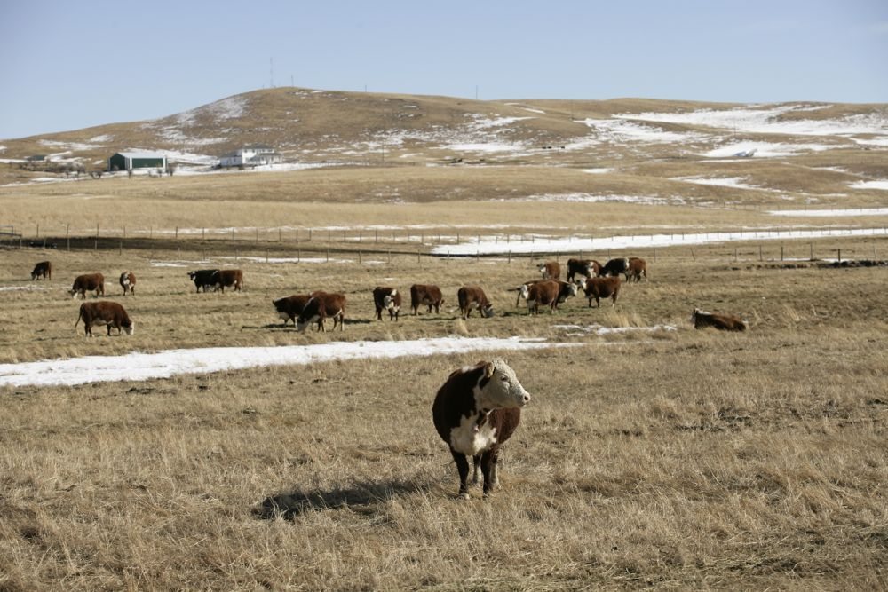 U.S. livestock Cash prices push CME live cattle higher AGCanada