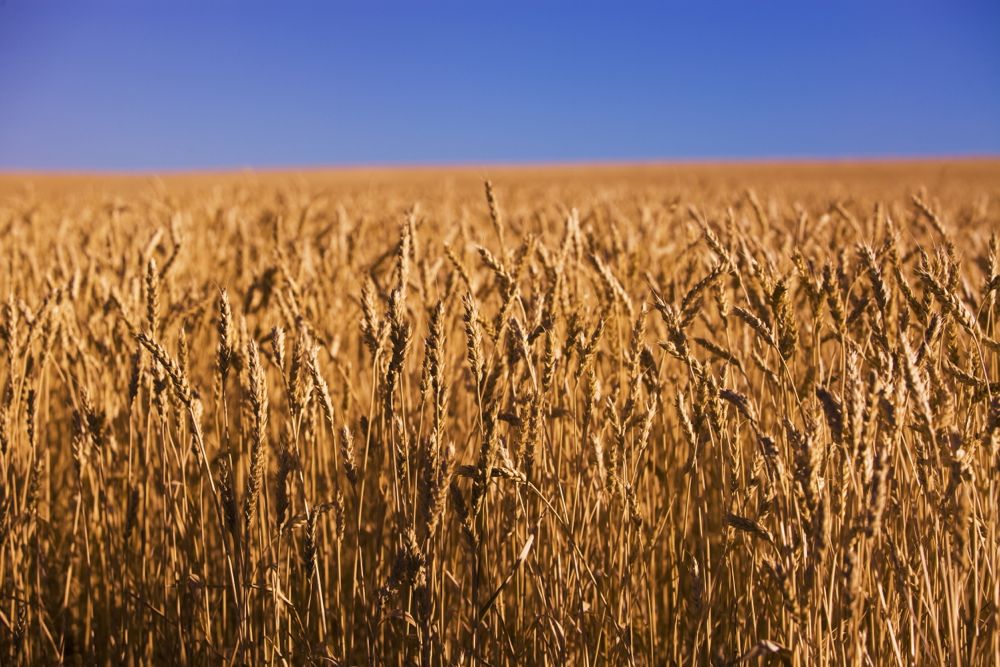 Quality still a question for Canada's big wheat crop Alberta Farmer