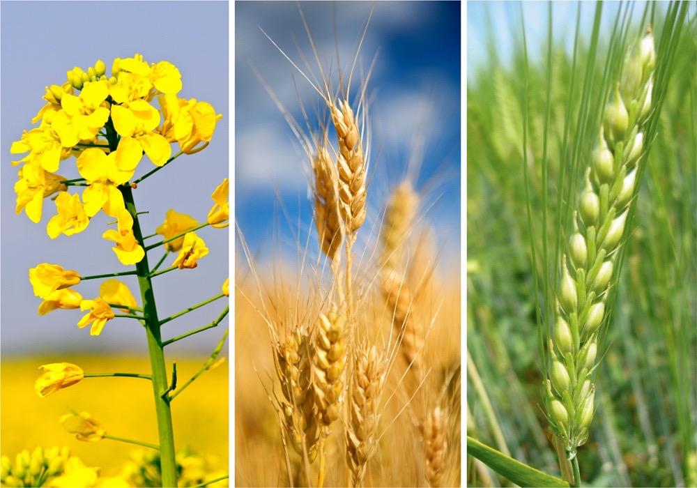 What does this harvest mean for the market? AGCanada AGCanada