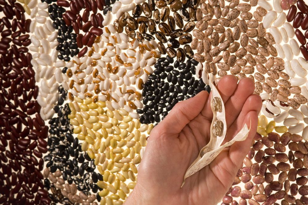 Pulse weekly outlook Manitoba bean acres depend on soy Manitoba Co