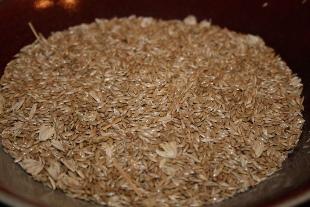 Canary seed set for more acres AGCanada AGCanada