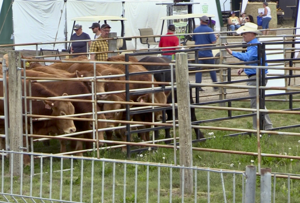 A guide to better cattle handling AGCanada AGCanada