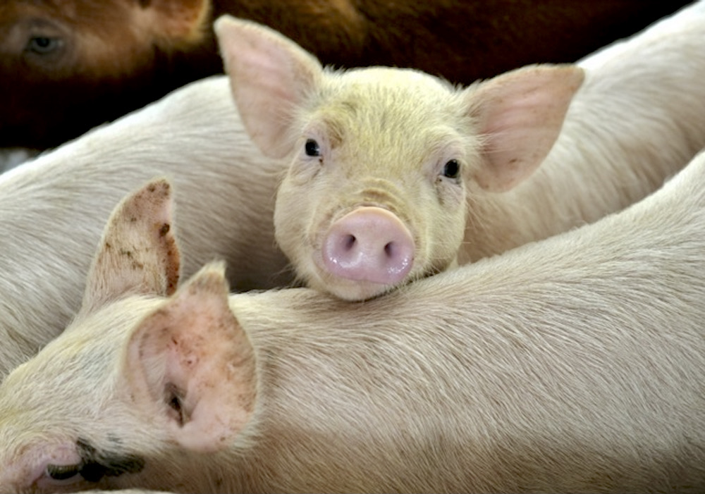 US detects H5N1 bird flu in a pig for the first time AGCanada AGCanada