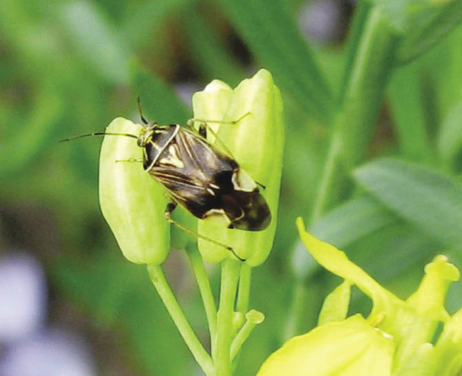 How to find lygus bugs Grainews