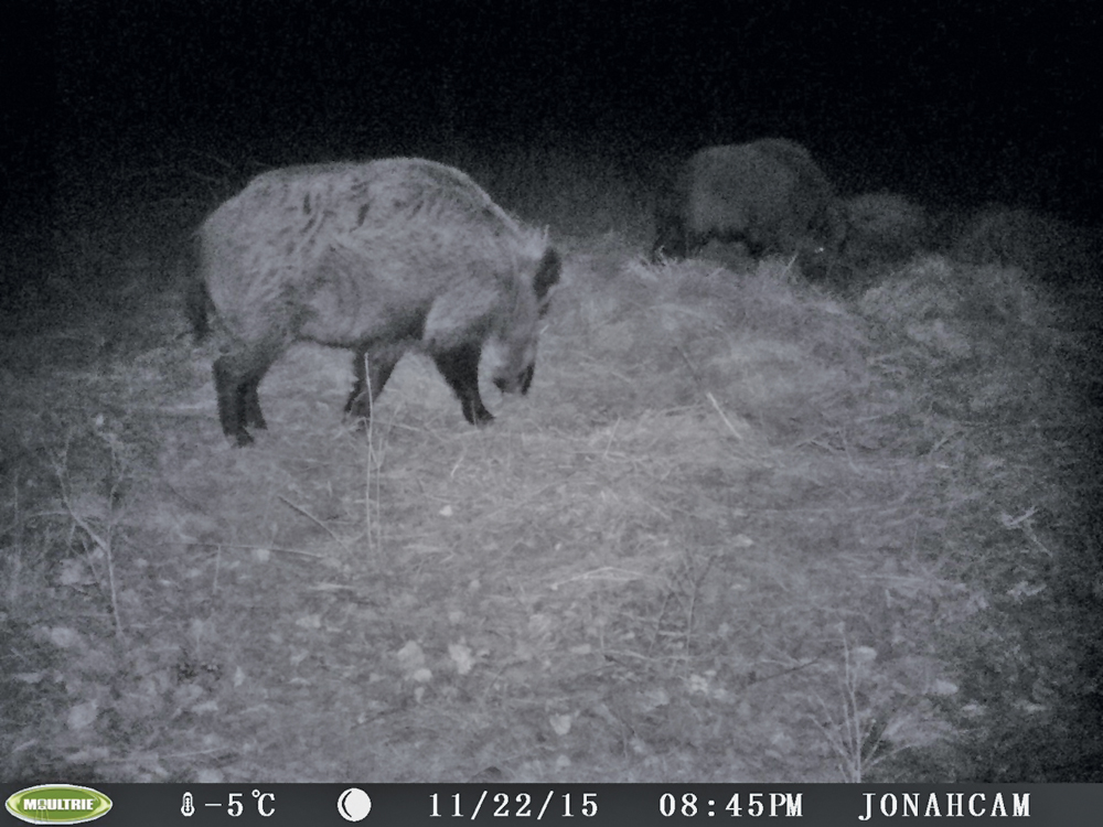 Saskatchewan’s elite hunting team anything but boar'd