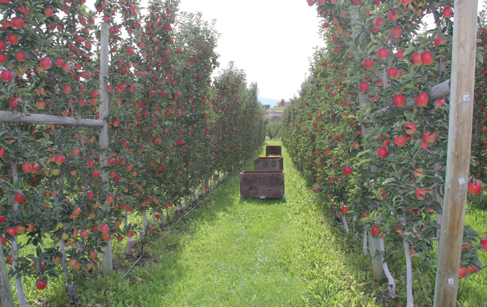 Apples have come a long way, baby Grainews