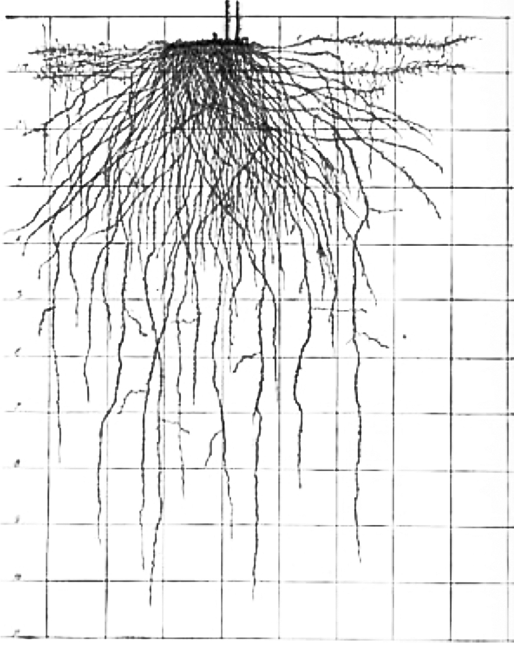 Getting to the root of the matter Grainews
