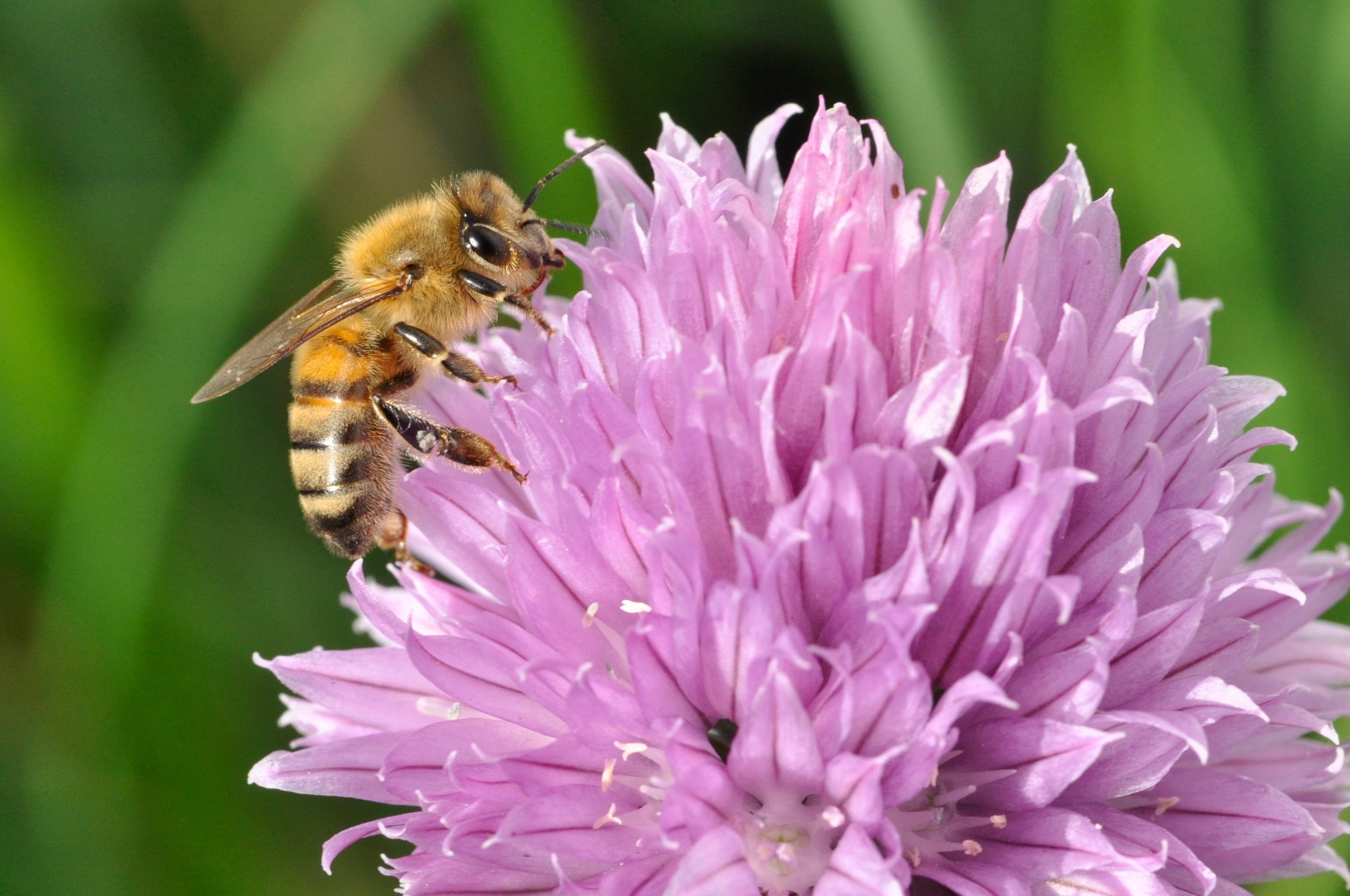 Surge in bee deaths has made colony collapse disorder a political issue