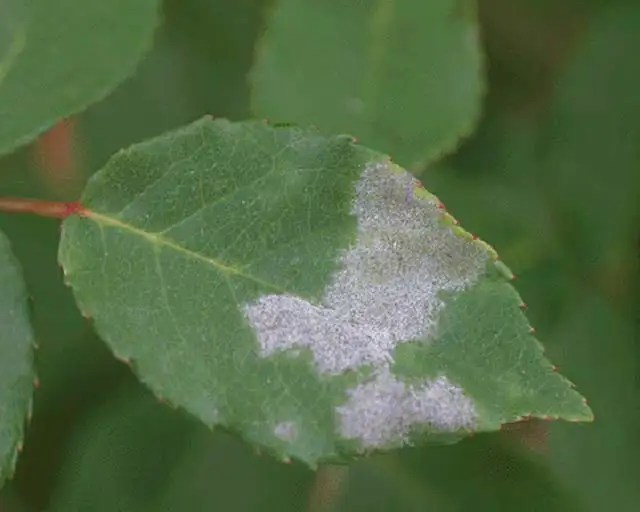 Rose White powdery growth Agrostar