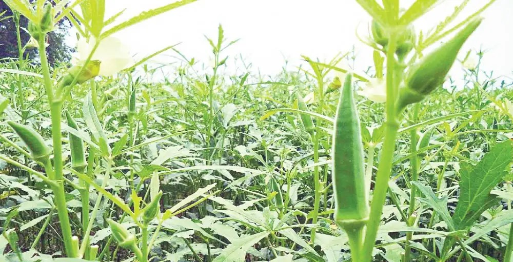 Krishi Gyaan Management of Fruit Borer in Summer Okra Agrostar