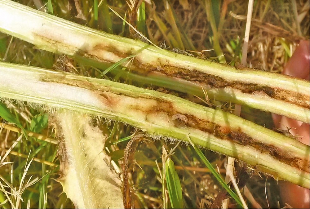 Canada thistle Meet your worst nightmare Alberta Farmer Express