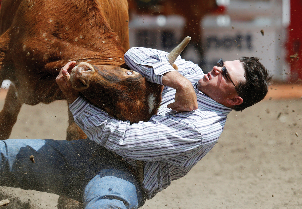 Stampede is a champion of animal welfare, says researcher Alberta Farmer Express