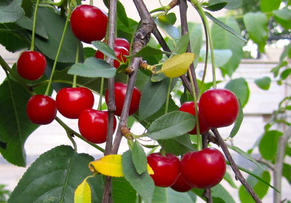 Cherries and berries Alberta Farmer Express
