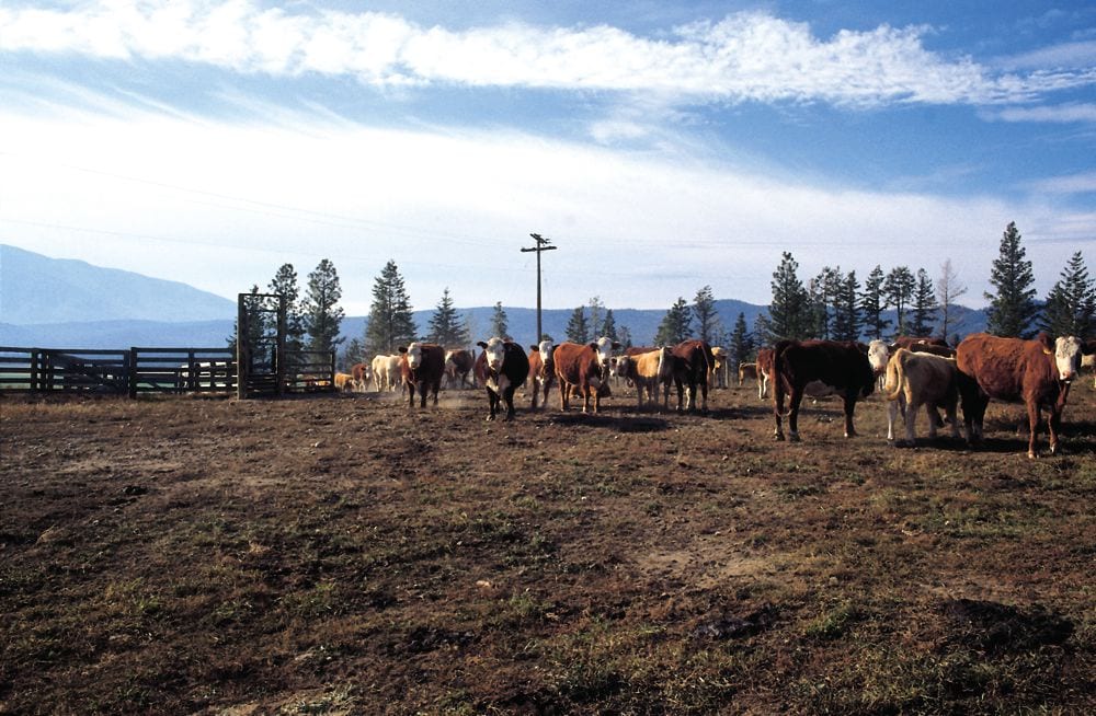 Premises ID system proves its worth Alberta Farmer Express