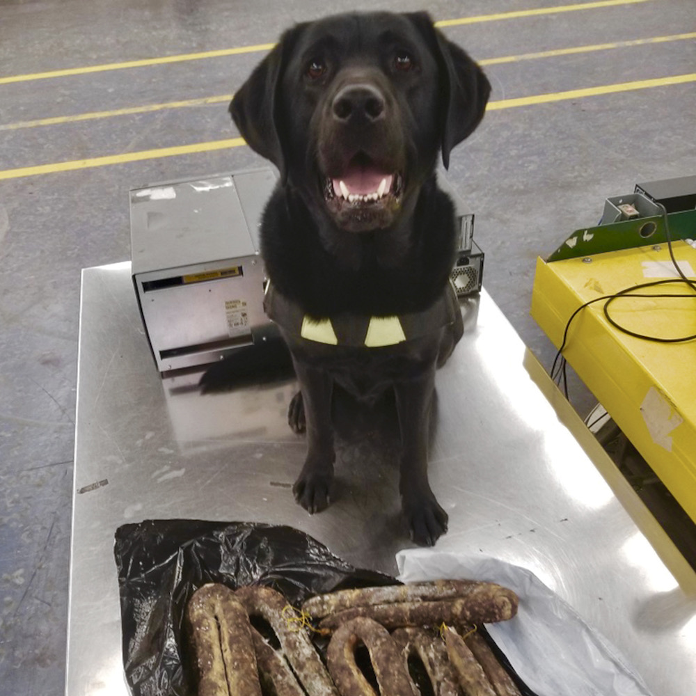 Can Dogs Get Sick From Pigs