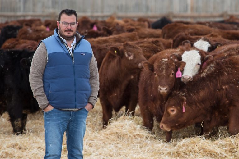 Pigs eat well on frostdamaged faba beans Alberta Farmer Express