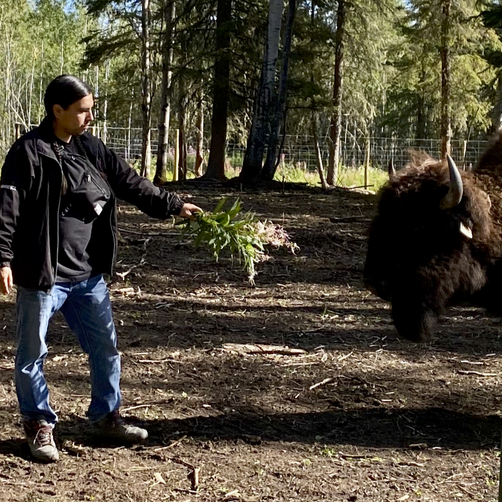 For the first time in generations, bison have returned to traditional