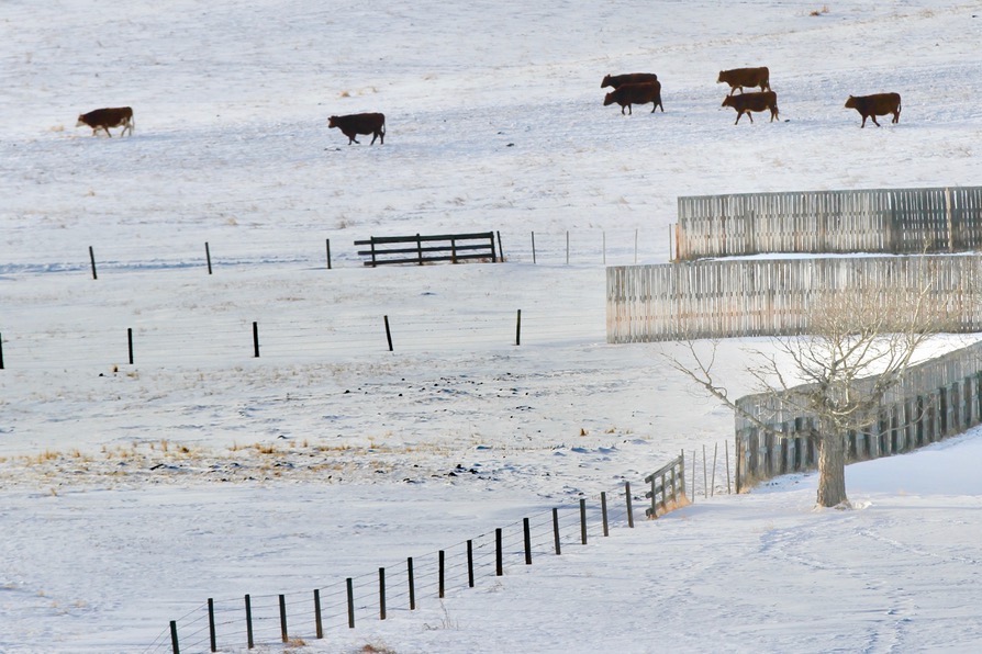 Consider feed requirements for beef cattle during cold weather