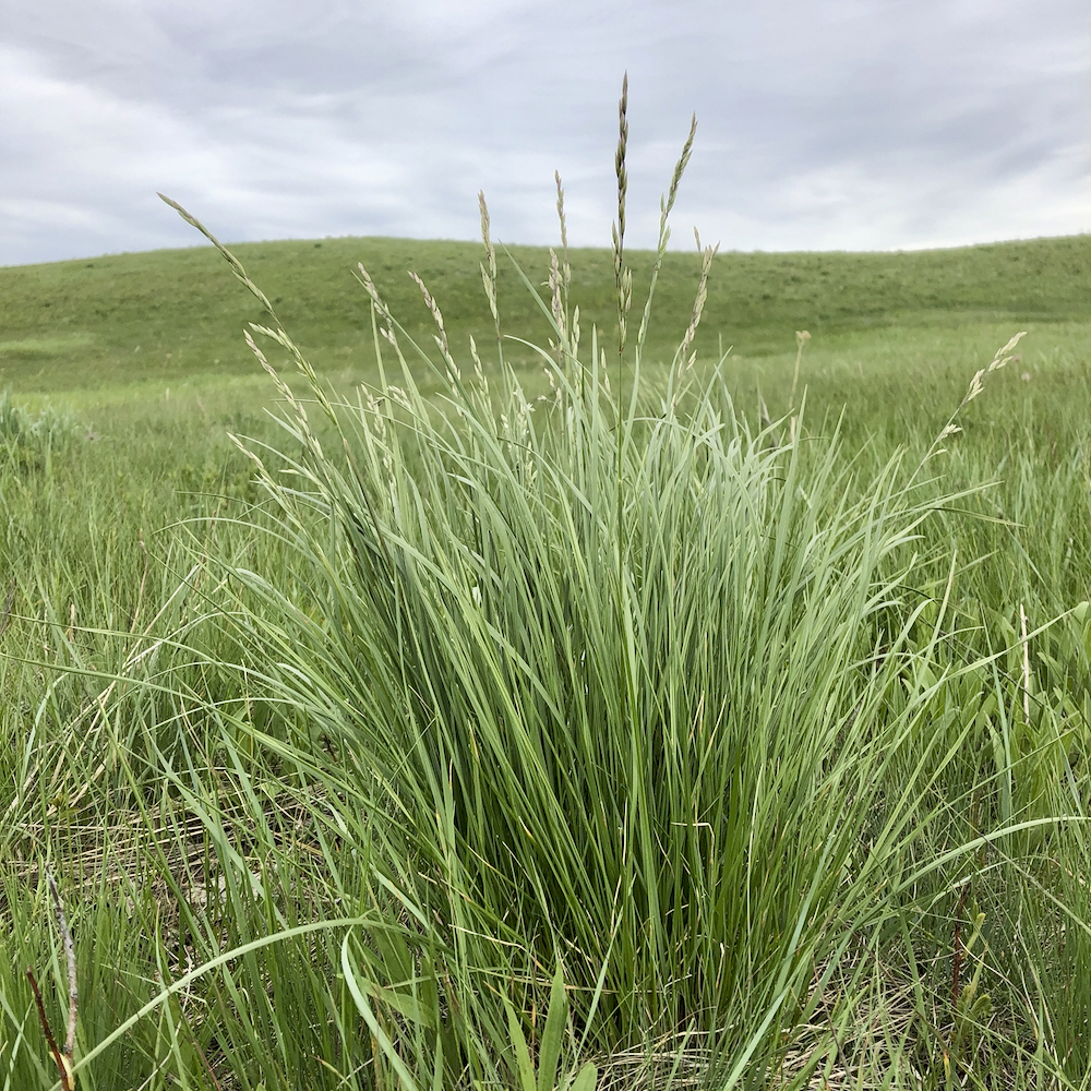 The rough fescue grasses of Alberta Alberta Farmer Express