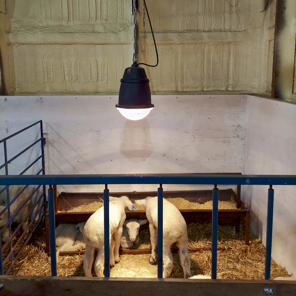 Take precautions when using heat lamps for newborn livestock Alberta