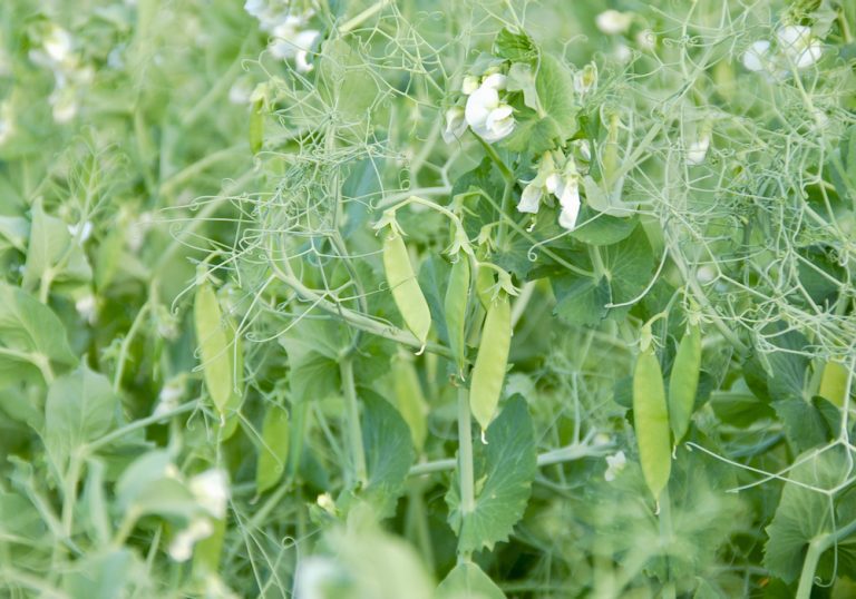 What pulse should I plant? Alberta Farmer Express