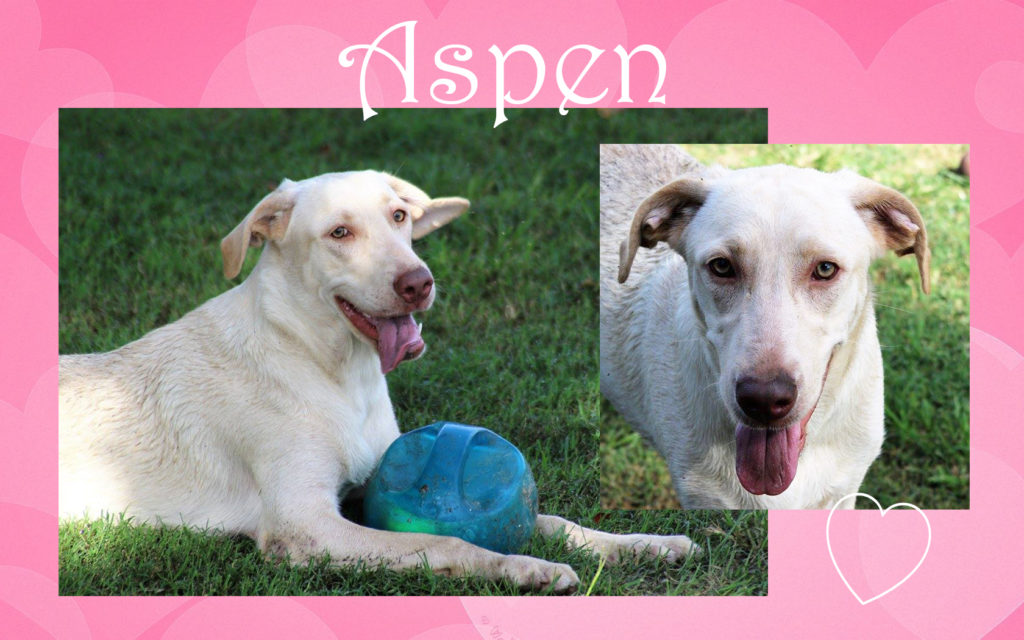 UPDATE ADOPTED! Aspen for Adoption!