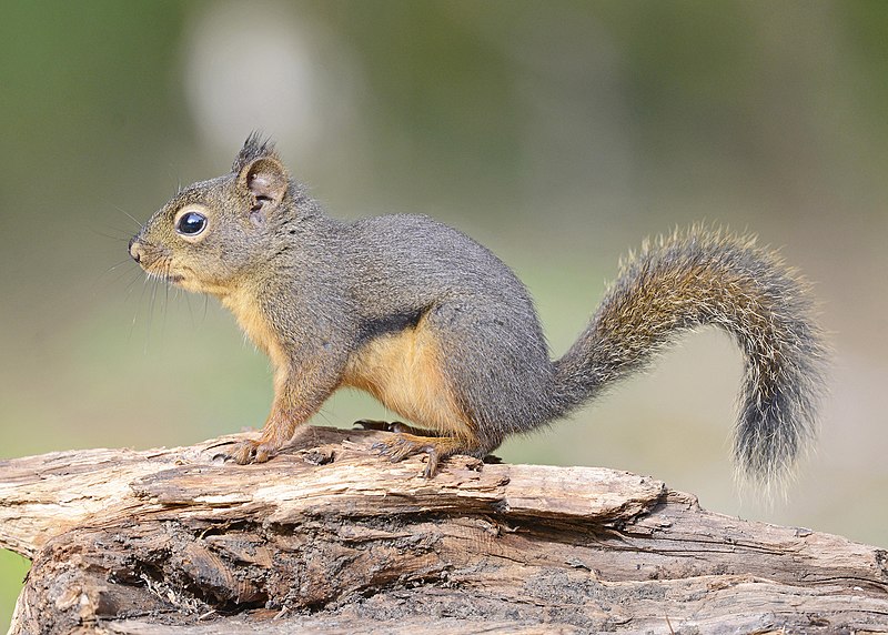 Squirrel Hunting Season Opens August 15