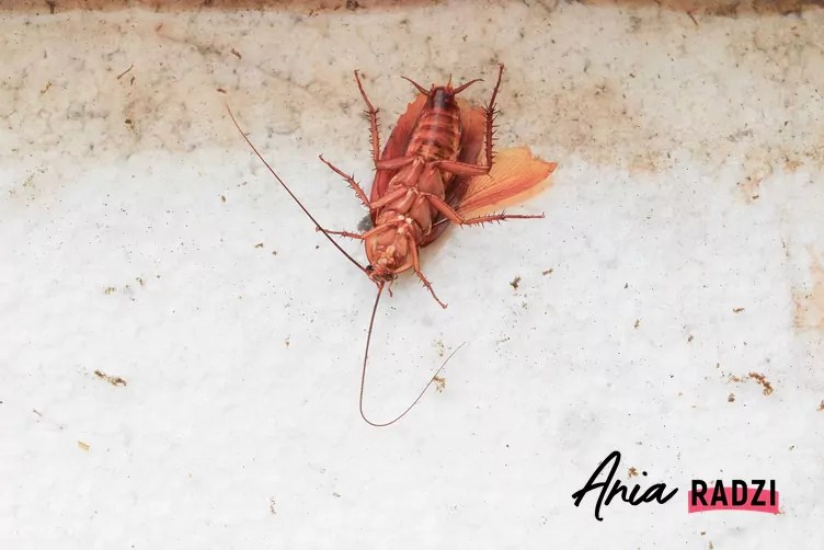 Zwalczanie prusaków krok po kroku jak pozbyć się niechcianych insektów?