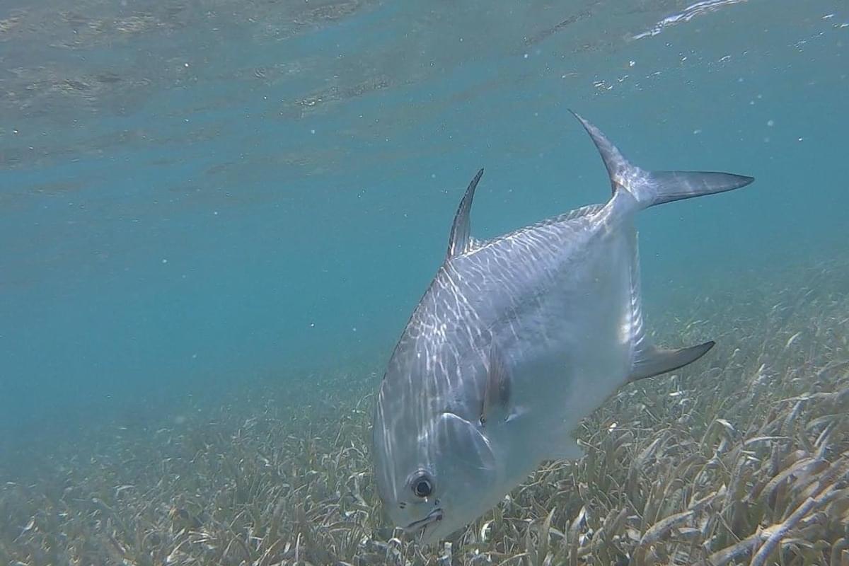 The Ultimate Guide to Permit Fishing in the Florida Keys Tips from