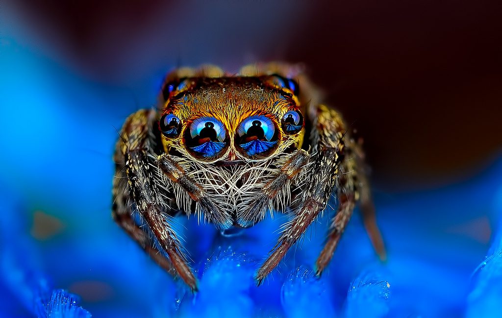 Eye of the Spider Hypnotizing Macro Photos of Exotic Spiders Staring