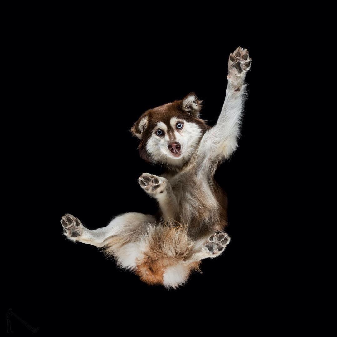 Pet Photography Ideas Popular Pet Photographers’ Interviews