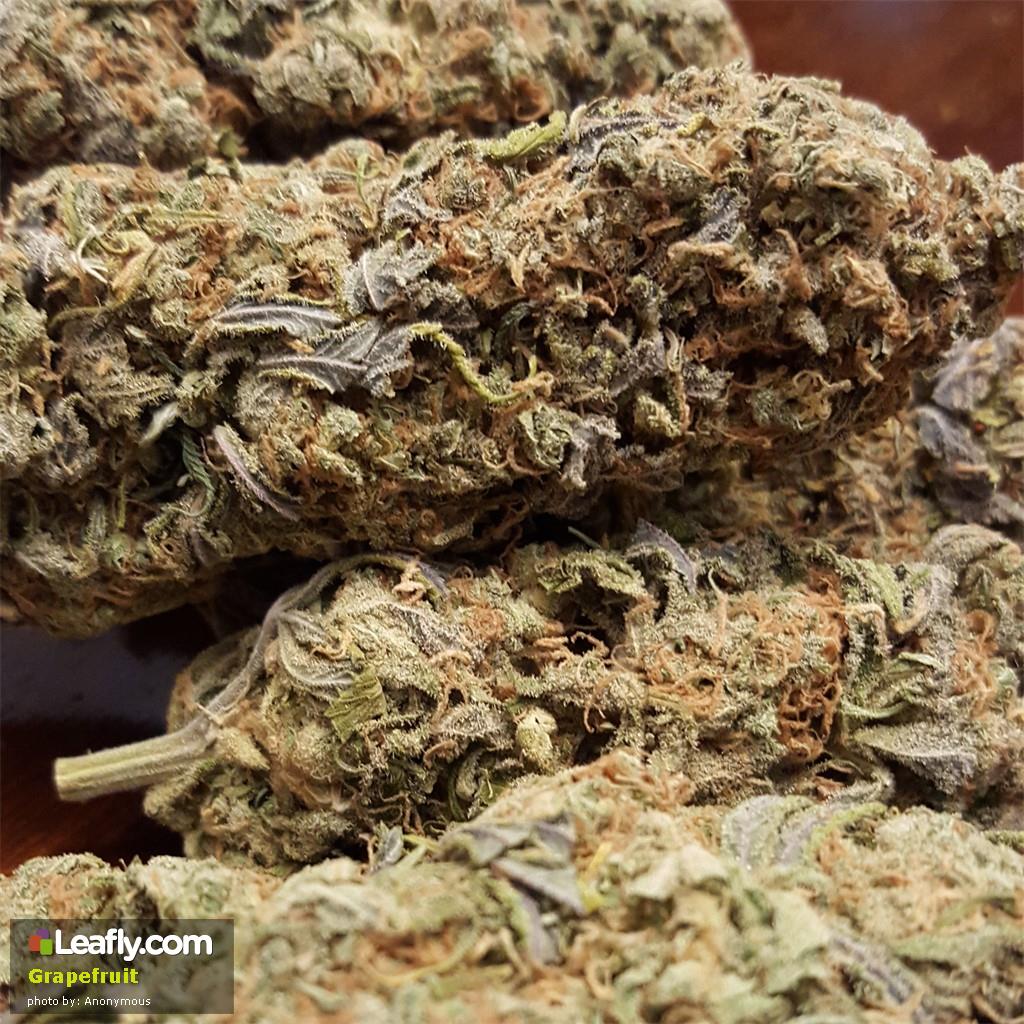 Best Marijuana Strains for Productivity ATTN