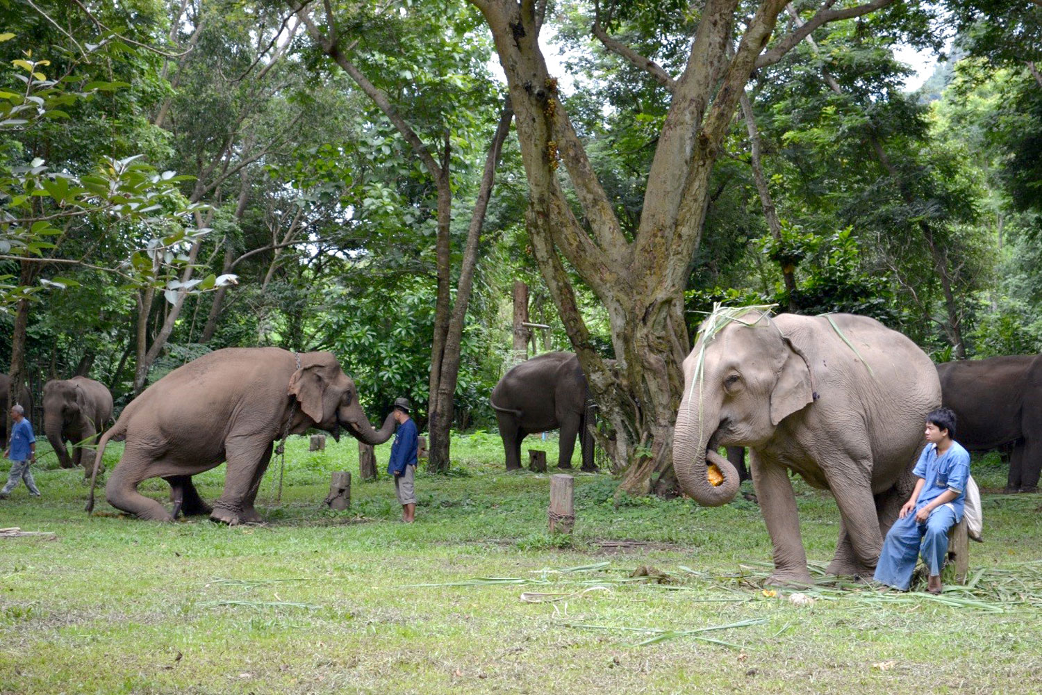 Bangkok Post The legend of Thai elephants through the lens of the