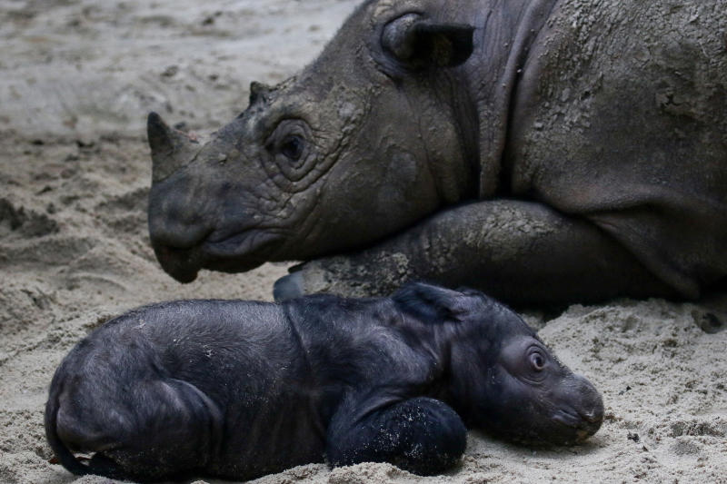Bangkok Post Endangered Sumatran rhino born in Indonesia