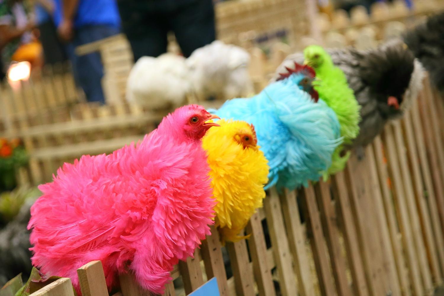 Funfilled pet expo comes to Impact Arena