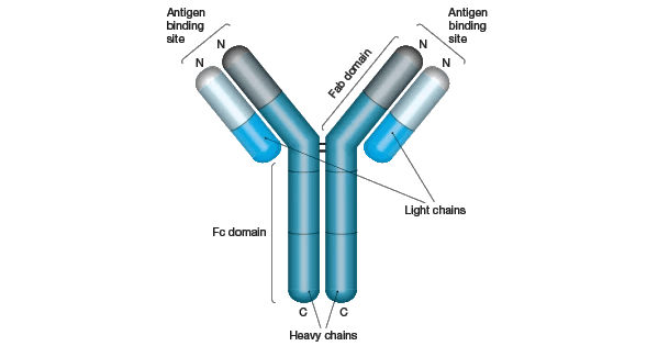 What are Antibodies? | Bio-Rad