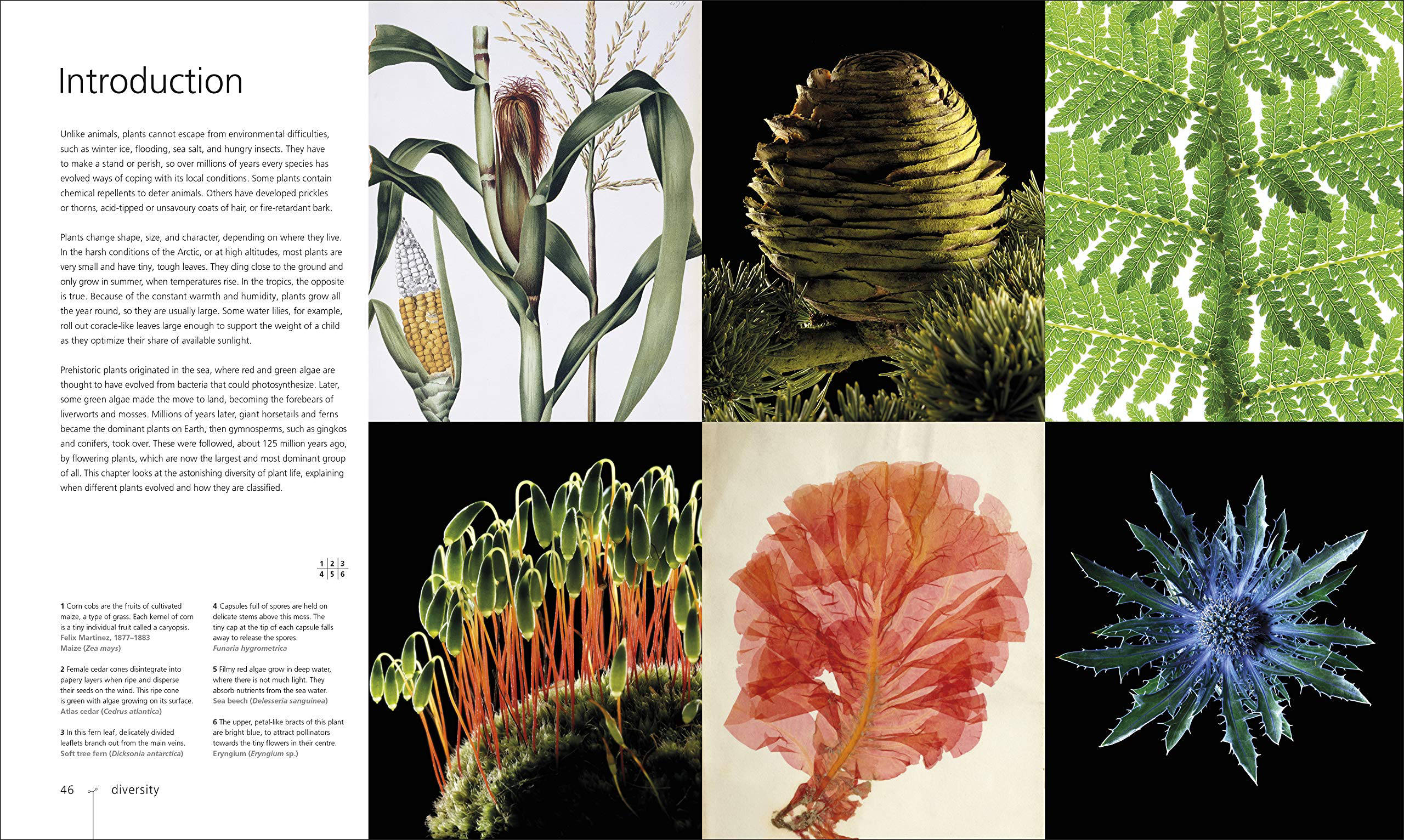 Botany for the Artist, An Inspirational Guide to Drawing Plants by