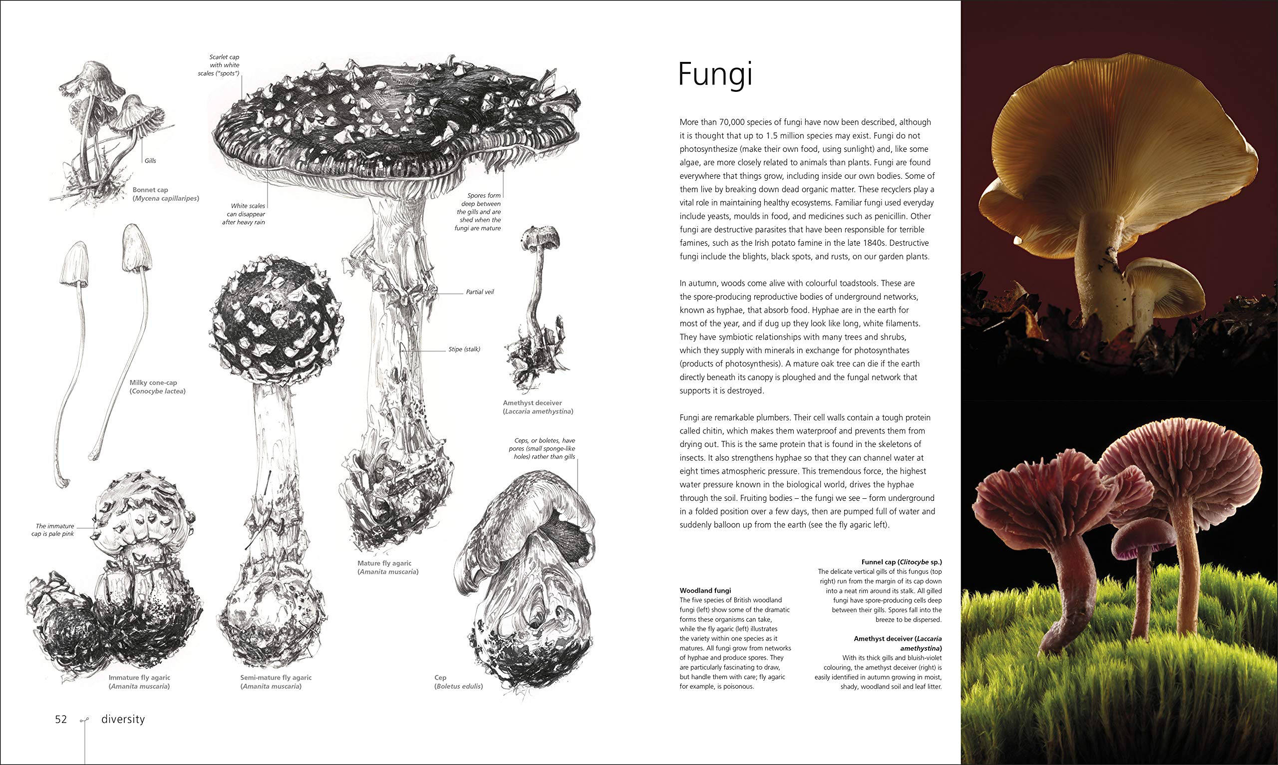 Botany for the Artist, An Inspirational Guide to Drawing Plants by