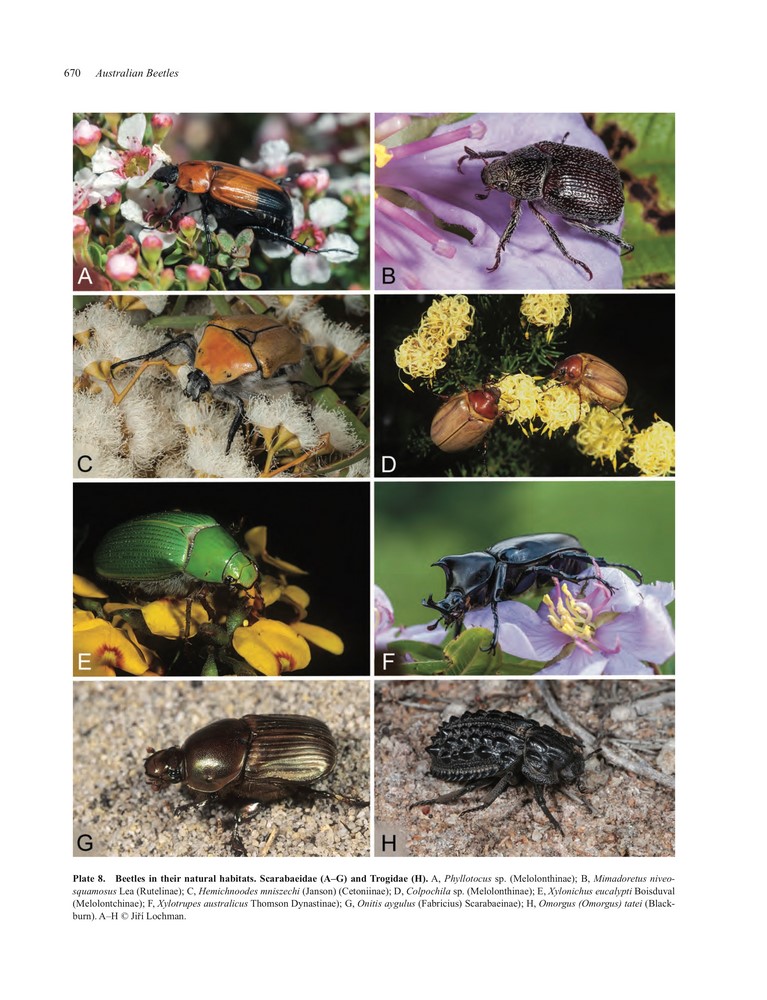 Australian Beetles: Archostemata, Myxophaga,.