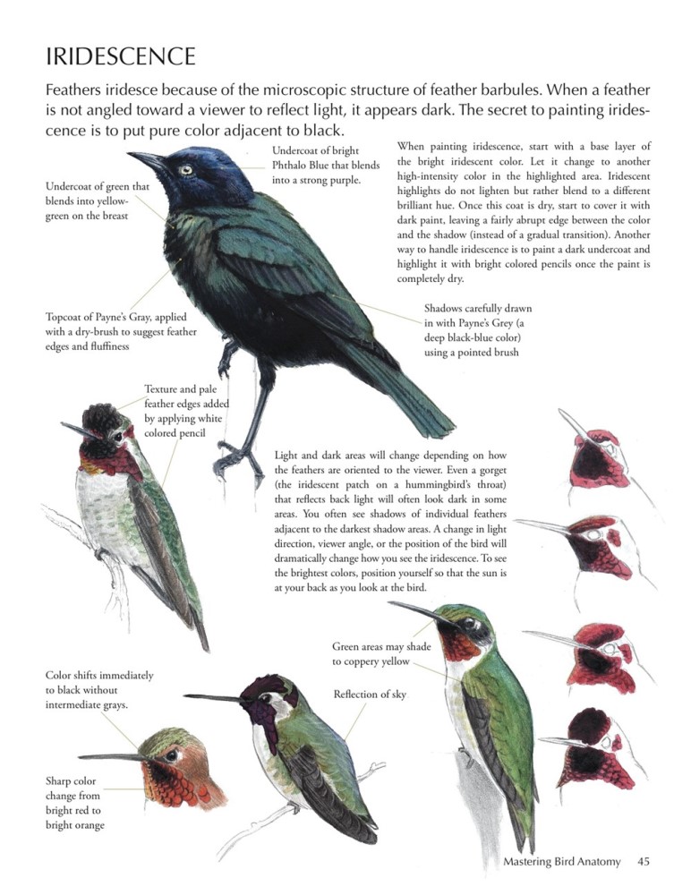 The Laws Guide to Drawing Birds by John Muir Laws 9781597141956