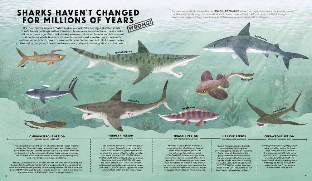 Everything You Know About Sharks Is Wrong By Dr Nick Crumpton