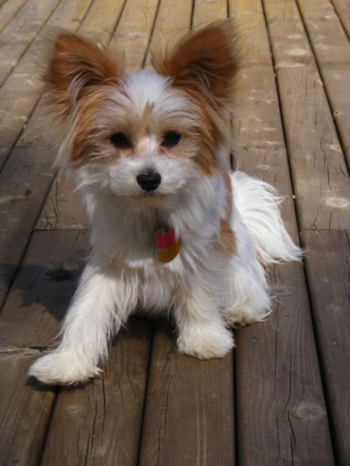 Papillon + Maltese = Papitese Bored Panda
