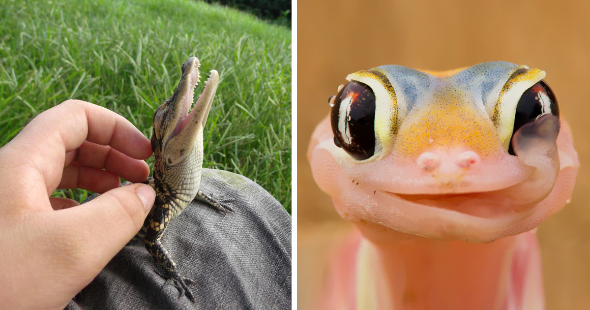 Reptiles Can Be Cute Too (16+ Photos) Bored Panda