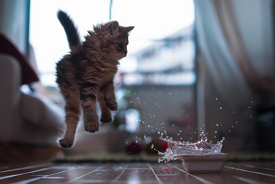 Jumping Cats At Play Look Like Ninjas Bored Panda