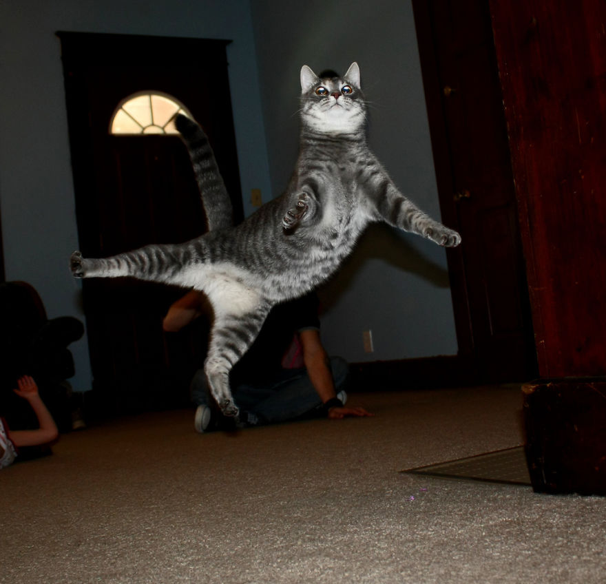 Jumping Cats At Play Look Like Ninjas Bored Panda