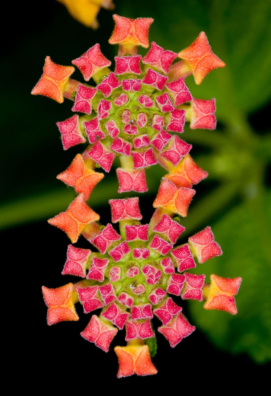 20+ Photos Of Geometrical Plants For Symmetry Lovers Bored Panda