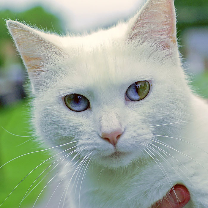 13+ Unusually Beautiful Animals With DifferentColored Eyes Bored Panda