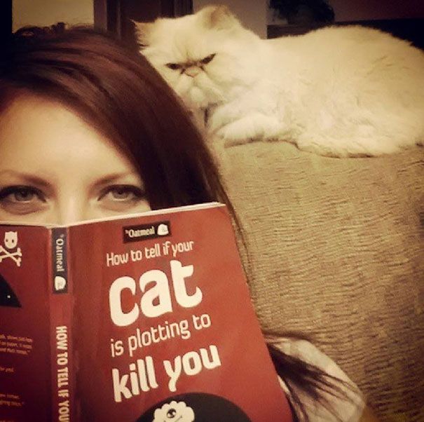 How To Tell If Your Cat's Secretly Planning To Kill You Bored Panda