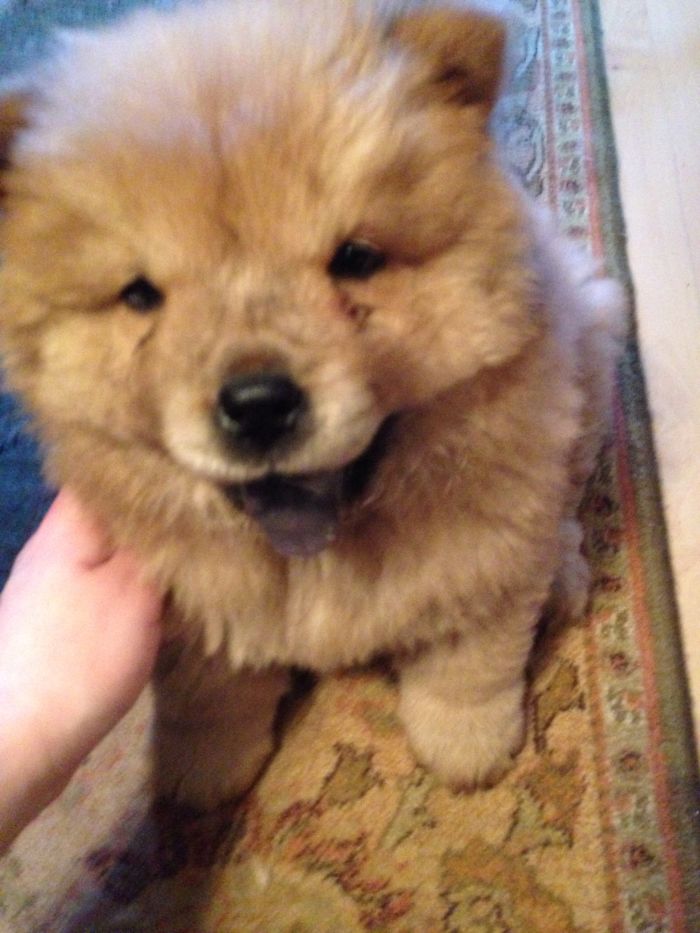 Chow Chow Puppy Bored Panda